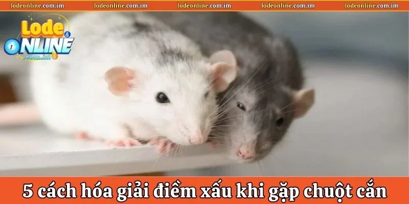 5 phương pháp hóa giải điềm xấu khi gặp chuột cắn